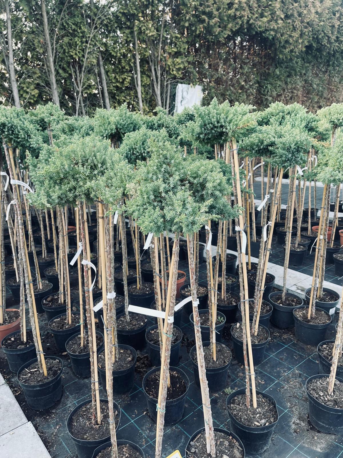 plant024 - Szkółka Ula Milczanowska